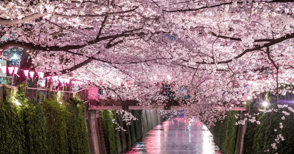 sakura puente Meguro