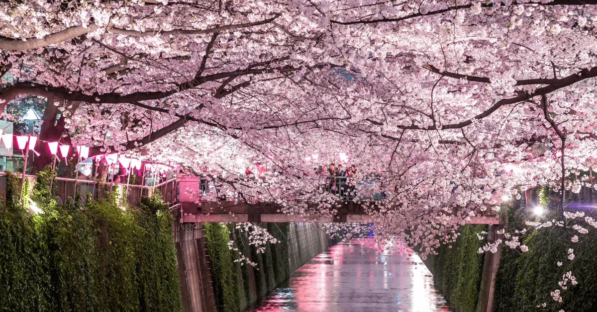 sakura puente Meguro